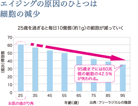 エイジングの原因のひとつは細胞の減少